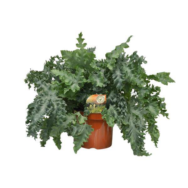 Tüpfelfarn Phlebodium Davana – Zimmerpflanze – Ø26cm – ↕60cm – Goldener Farn mit eleganten Wedeln – Pflegeleicht & dekorativ – Für Halbschatten geeignet 