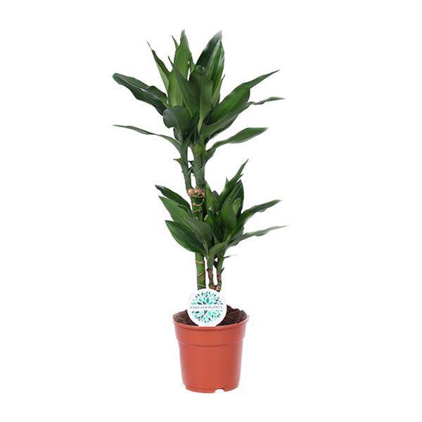 Drachenbaum - Dracaena Janet Lind - Zimmerpflanze - Ø17cm - ↕70cm 