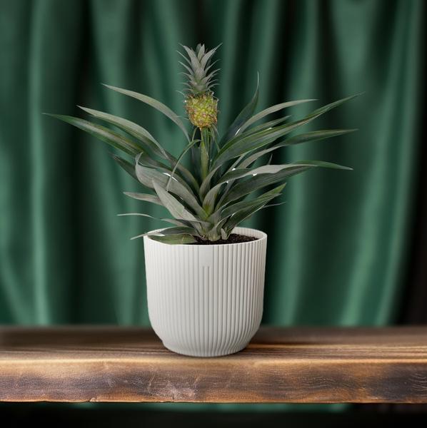 Ananaspflanze – Bromelia Ananas – tropische Zimmerpflanze – Ø12cm Topf – ca. 30 cm hoch – pflegeleicht & dekorativ 