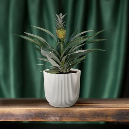 Ananaspflanze – Bromelia Ananas – tropische Zimmerpflanze – Ø12cm Topf – ca. 30 cm hoch – pflegeleicht & dekorativ 