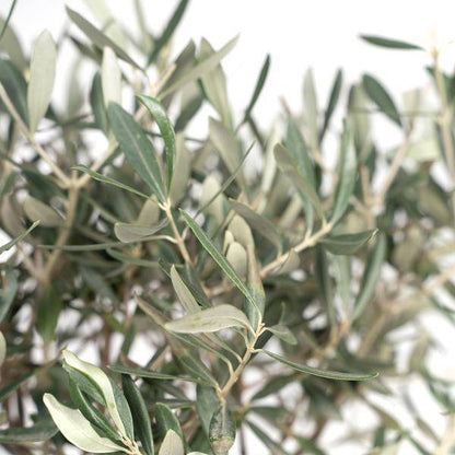 Olivenbaum - Olea - Zimmerpflanze - Ø19cm - ↕90cm 