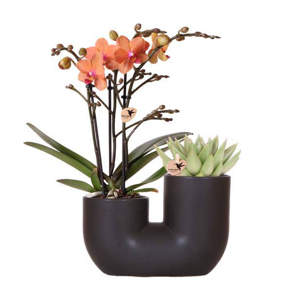 Bolzano Orchidee Orange & Sukkulente Miranda im schwarzen dekorativen Röhrentopf Ø9cm – Duo-Topf – Zimmerpflanze – stilvolle Geschenkidee 