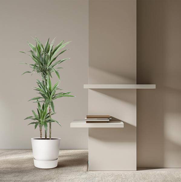 Drachenbaum - Dracaena Warneckei - Zimmerpflanze - 140cm - ø27cm 