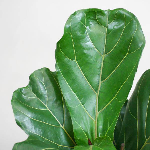 Ficus Lyrata – Geigen-Feige Zimmerpflanze – ca. 80cm hoch – Ø21cm – große dekorative Blätter – inkl. Seegras Korb Sofia Natur 