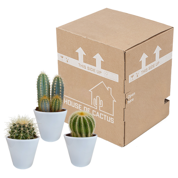 Kakteen Mix - Zimmerpflanze - 8,5 cm - 3 Stück + Topf 