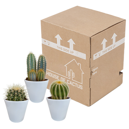 Kakteen Mix - Zimmerpflanze - 8,5 cm - 3 Stück + Topf 