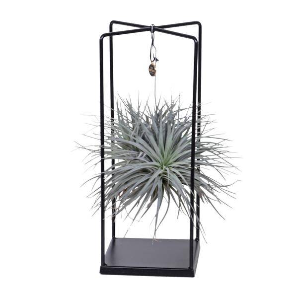 Luftpflanze -Tillandsia Mix - Zimmerpflanze - Ø20cm - ↕20cm 