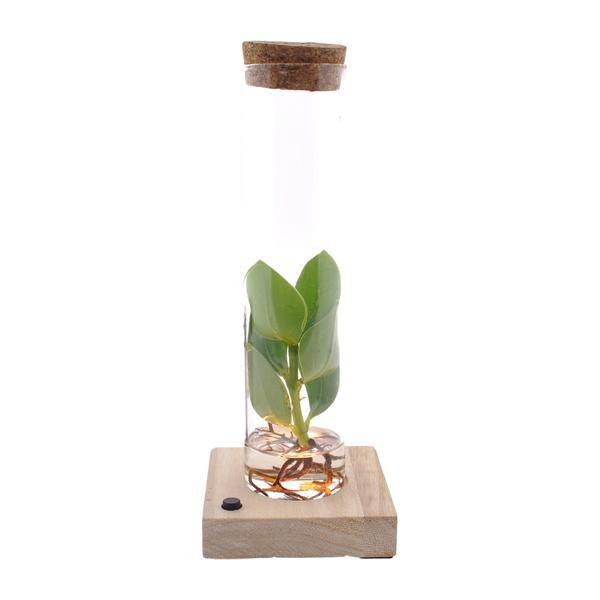 Clusia Im Röhrenglas + LED - Ø5cm - ↕10cm 