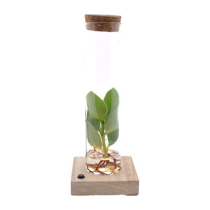 Clusia Im Röhrenglas + LED - Ø5cm - ↕10cm 