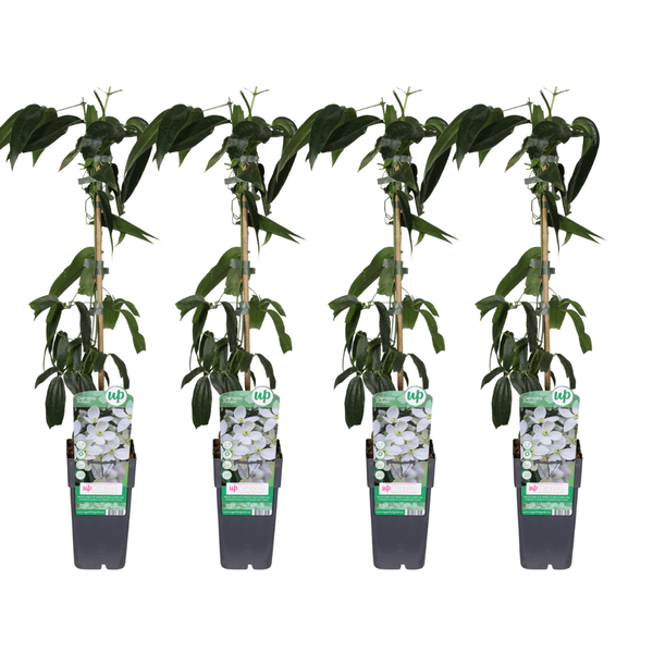 Clematis armandii – Armands Waldrebe – immergrüne Kletterpflanze – 3 Pflanzen – Ø15cm – ca. 65cm hoch – weiße duftende Blüten