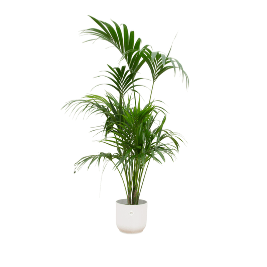 Kentiapalme – Howea forsteriana – Zimmerpflanze – 180cm hoch – Ø30cm inkl. Vibes Fold Topf Weiß – Elegante Palme für Wohnzimmer, Büro & Wintergarten – Tropische Luftreiniger-Pflanze 