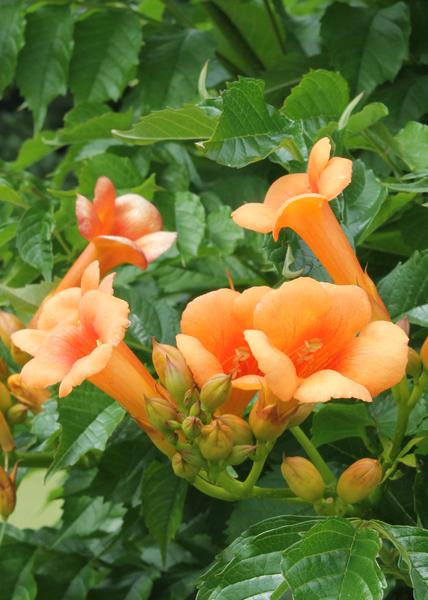 Trompetenblume Orange - Campsis Indian Summer - Ø15cm - ↕65cm 