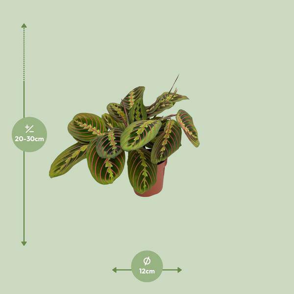 Maranta Fascinator – Pfeilwurz – Zimmerpflanze – Ø12cm Topf – ↕30cm Höhe – Pflegeleicht – Bewegliche Blätter – Halbschatten – Tropische Grünpflanze 
