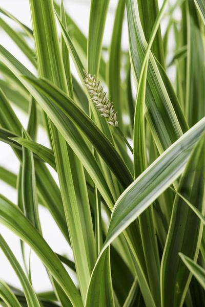 Weißrandige Segge – Carex morrowii 'Icedance' – Immergrünes Ziergras – Winterhart & pflegeleicht – Ø14 cm Topf – Ca. 30 cm hoch – Für Beete, Rabatten & Pflanzkübel 