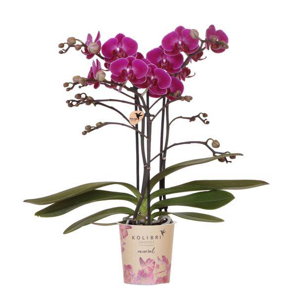 Phalaenopsis Orchidee Lilac Morelia – Zimmerpflanze – Ø9cm – Fliederfarbene Blütenpracht 