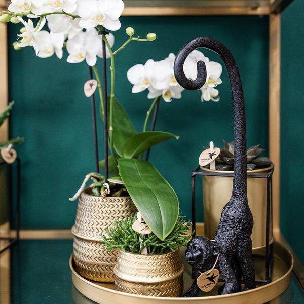 Pflanzenset Groove gold – Weiße Phalaenopsis Amabilis Ø9cm & Aloe Brevifolia Ø6cm – goldene Keramik-Ziertöpfe – Elegantes Orchideen- und Sukkulenten-Set – Geschenkidee & Deko 