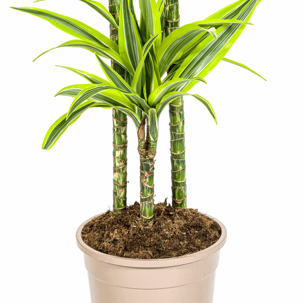 Dracaena Deremensis Lemon Lime – Drachenbaum – Ø24cm – ↕130-150cm – Exotische Zimmerpflanze mit grün-gelben Blättern – Pflegeleicht & luftreinigend 