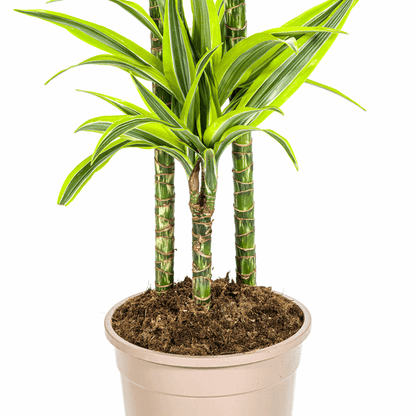 Dracaena Deremensis Lemon Lime – Drachenbaum – Ø24cm – ↕130-150cm – Exotische Zimmerpflanze mit grün-gelben Blättern – Pflegeleicht & luftreinigend 