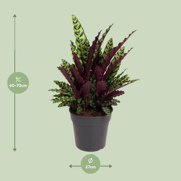 Korbmarante Calathea Lancifolia – Zimmerpflanze – Ø27cm – ↕70cm – Tropische Zimmerpflanze mit exotischem, schlangenähnlichem Blattmuster – Für Halbschatten & indirektes Licht 