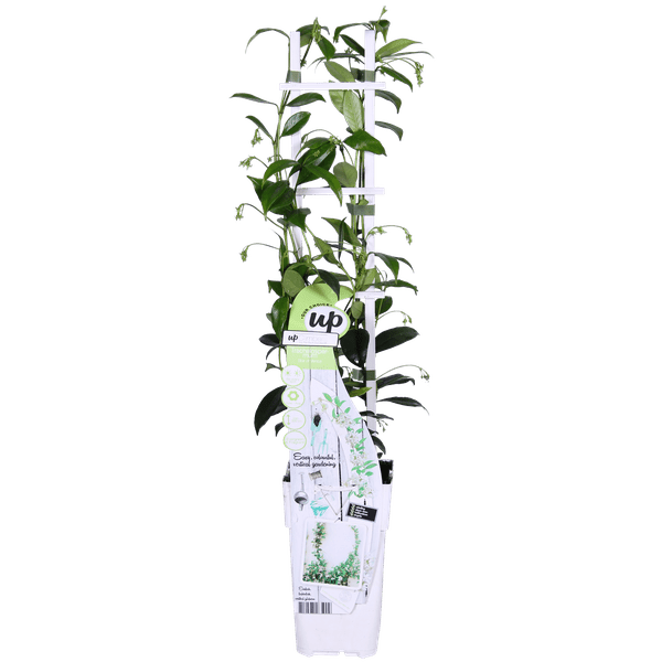 Sternjasmin Trachelospermum 'Star of Venice' – Weiß – Immergrüne Kletterpflanze – ca. 65cm Höhe – Duftender mediterraner Jasmin für Terrasse & Balkon 