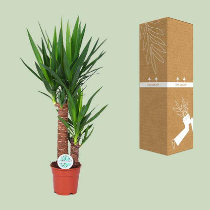 Palmlilie - Yucca - Zimmerpflanze - Ø17cm - ↕80cm 