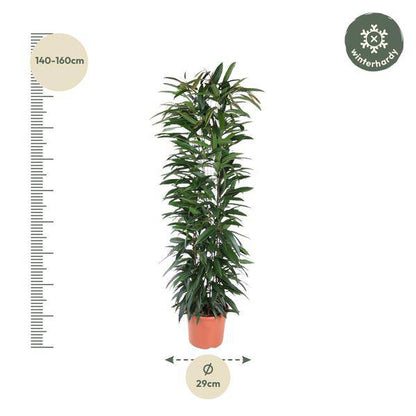 Schmalblättrige Birkenfeige – Ficus Alii King 150cm – Ø29cm – Zimmerpflanze mit langen dunkelgrünen Blättern – Elegante Dekopflanze für Wohnzimmer, Büro & Wintergarten – Pflegeleicht 