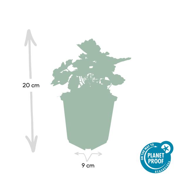 Heuchera 'Palace Purple' – Rotblättriges Silberglöckchen – Staude für Schatten & Beete – ↕10-25cm – Ø9cm – 6 Pflanzen – Pflegeleicht & bienenfreundlich – Für Garten & Pflanzgefäße 