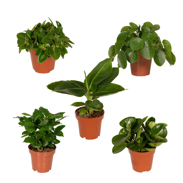 Überraschungsbox Zimmerpflanzen – 5 grüne Pflanzen Ø12cm , ca. 25cm hoch – Vielfältige Blatt- und Blütenpracht – Ideal für Zuhause & Büro 