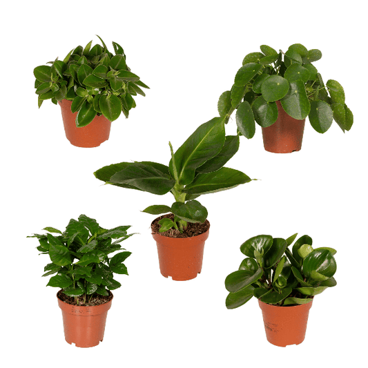 Überraschungsbox Zimmerpflanzen – 5 grüne Pflanzen Ø12cm , ca. 25cm hoch – Vielfältige Blatt- und Blütenpracht – Ideal für Zuhause & Büro 