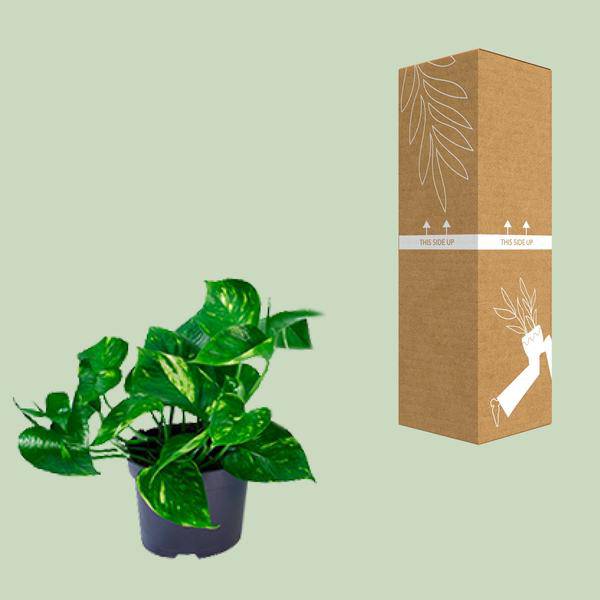 Efeutute – Epipremnum aureum – Ø12cm x H20cm – Schnelle & pflegeleichte Zimmerpflanze – Kletter- oder Hängepflanze – Luftreinigend – Im Pflanztopf – Direkt aus der Gärtnerei 