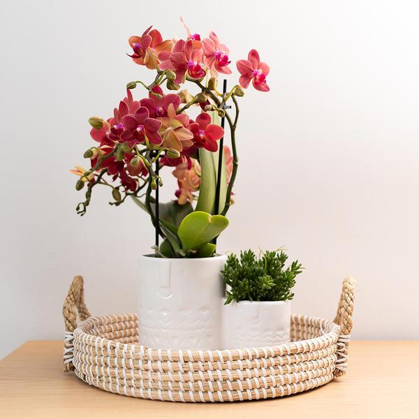 Rote Phalaenopsis-Orchidee Kongo – Blühende Zimmerpflanze – Ø9cm – 2–3 kräftige Zweige – Multiflora-Blüten – Perfekt für Couchtisch & Deko 