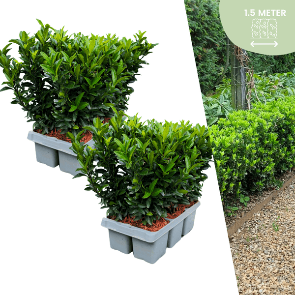 Euonymus Green Spire – Japanischer Spindelstrauch – 12 Pflanzen Ø7cm – ↕15cm – Immergrün & Winterhart – Buchsbaum Ersatz für Hecke und Garten 