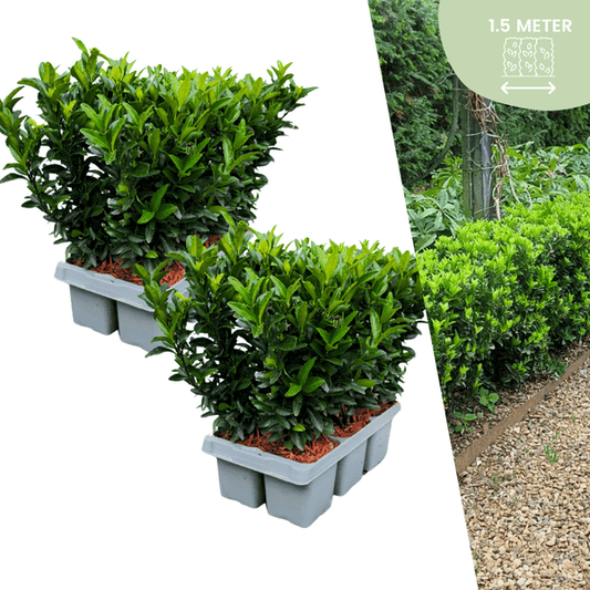 Euonymus Green Spire – Japanischer Spindelstrauch – 12 Pflanzen Ø7cm – ↕15cm – Immergrün & Winterhart – Buchsbaum Ersatz für Hecke und Garten 