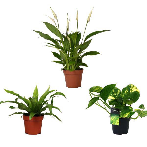 Luftreinigender Pflanzen Mix - Ø12cm - ↕20/45cm - 3 Stück 