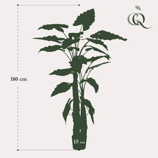 Kunstpflanze - Alocasia - 180 cm 