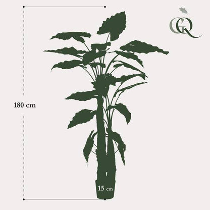 Kunstpflanze - Alocasia - 180 cm 