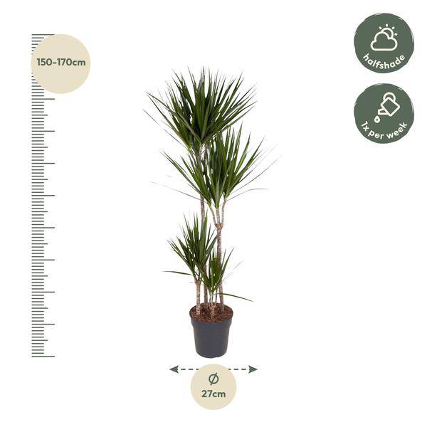 Drachenbaum – Dracaena Marginata 160cm – Ø27cm – Zimmerpflanze mit grünen Blättern & roten Rändern – In braunem Design-Topf – Pflegeleichte Dekopflanze für Wohnzimmer, Büro & Wintergarten 