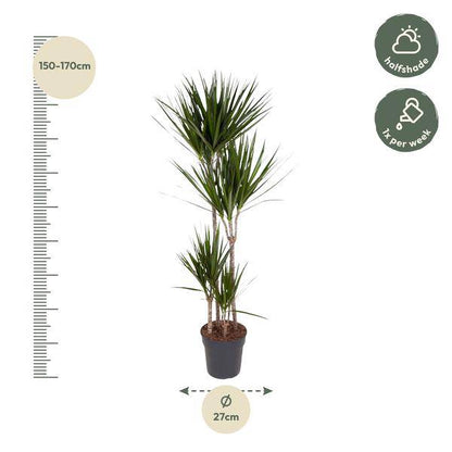 Drachenbaum – Dracaena Marginata 160cm – Ø27cm – Zimmerpflanze mit grünen Blättern & roten Rändern – In braunem Design-Topf – Pflegeleichte Dekopflanze für Wohnzimmer, Büro & Wintergarten 