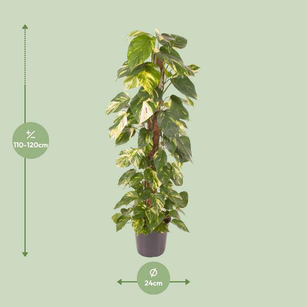 Efeutute Epipremnum Pinnatum – Zimmerpflanze – Ø24cm – ↕120cm – Goldene Efeutute mit herzförmigen Blättern – Luftreinigende & pflegeleichte Zimmerpflanze 