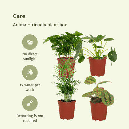 Tierfreundliche Pflanzenset - Ø12cm - ↕20-40cm - 4 Pflanzen 