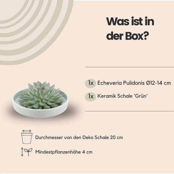 Sukkulente - Echeveria Pulidonis in Schale 'Grün' - Zimmerpflanze - Ø20cm - ↕5cm 