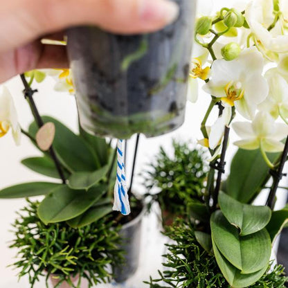 Einlage mit Wasserreservoir für Orchideenschale – Bewässerungssystem für Kolibri-Orchideen – 1x12cm + 2x9cm Töpfe – inkl. WaterWicks – Ø25cm – Ideal für Schilf- und Baumwollkörbe 