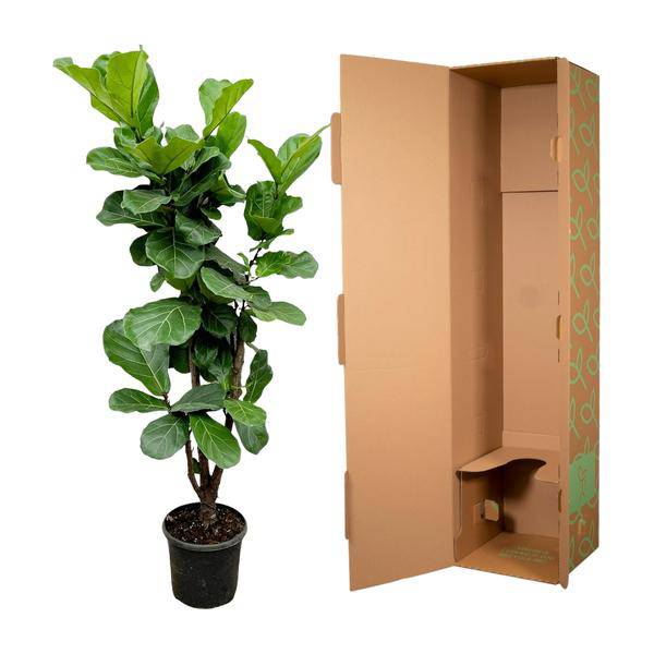 Feigenbaum – Ficus Lyrata – ca. 170cm hoch – Ø32cm – Geigenfeige als imposante Zimmerpflanze – XXL Grünpflanze mit großen Blättern – Dekorative Pflanze für Wohnzimmer & Büro 