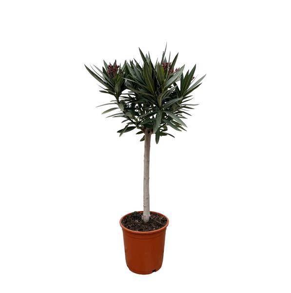 Rosenlorbeer – Nerium Oleander auf Stiel 90cm – Ø22cm – Immergrüne Kübelpflanze mit roten Blüten – Mediterrane Zierpflanze für Garten, Terrasse & Balkon – Duftend & pflegeleicht 