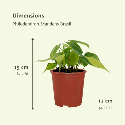Baumfreund - Philodendron Scandens Brasil - Zimmerpflanze - Ø12cm - ↕15cm - 4 Stück 