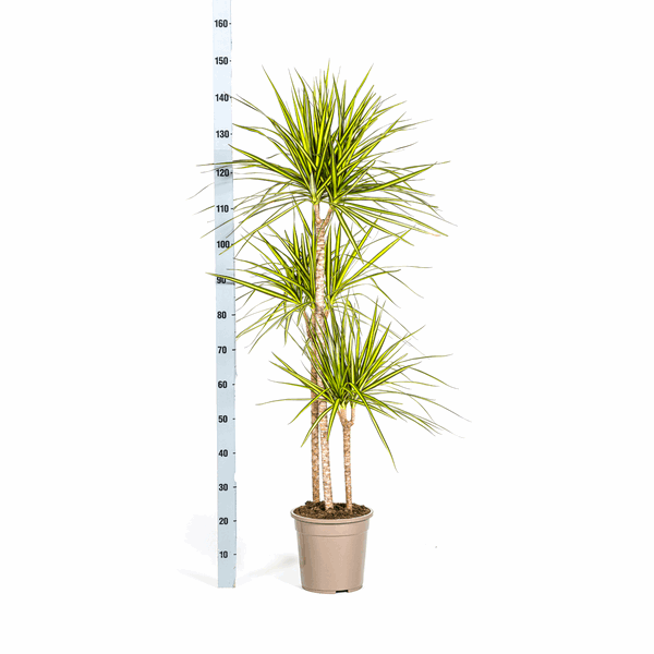 Dracaena marginata Sunray – Drachenbaum – Zimmerpflanze – Ø24cm – ↕130-150cm – Tropische Pflanze für hellen Innenbereich – Pflegeleicht & Minimalistisch 