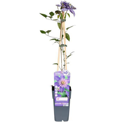 Waldrebe - Clematis Multi Blau - Clematis Blau - Ø15cm - ↕65cm 