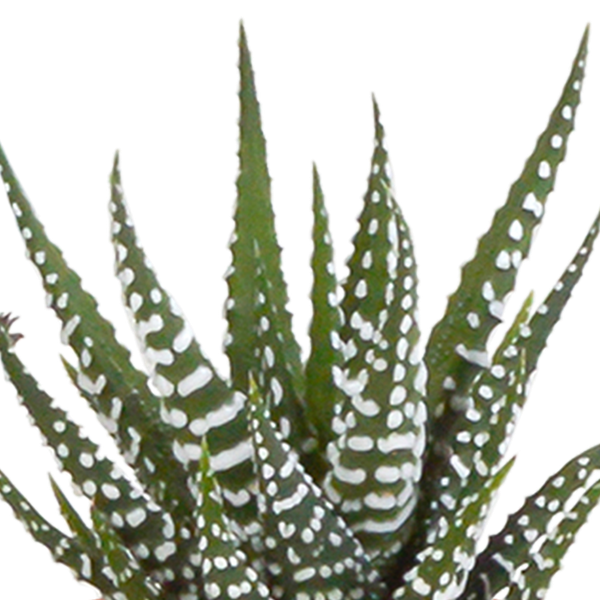 Sukkulenten Kaktus Mix - 5,5 cm - 15 Stück - Zimmerpflanze - im weißen Topf 