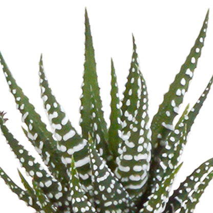 Sukkulenten Kaktus Mix - 5,5 cm - 15 Stück - Zimmerpflanze - im weißen Topf 