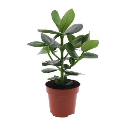 Clusia rosea Princess – Balsamapfel – Ø12cm – ↕15cm – Dekorative Zimmerpflanze mit glänzenden Blättern – Pflegeleicht & luftreinigend – Autogrammbaum 